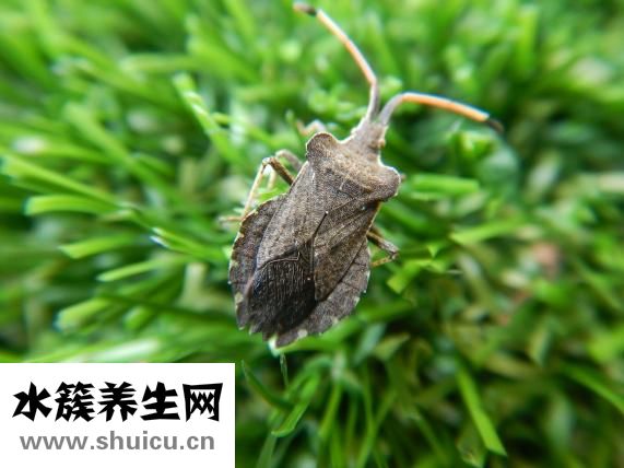 观音竹怎么摘叶子