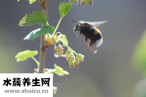 怎么啥苍蝇