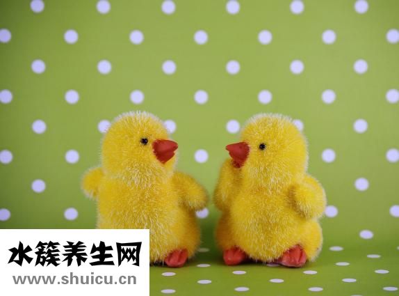 鸭子怎么孵蛋