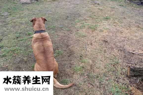 动态猫怎么设置