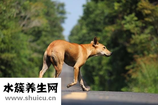 怎么治狗瘟