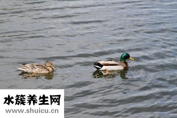 鸭子禽流感怎么治疗