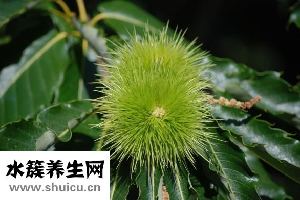 板栗刺在手里怎么办