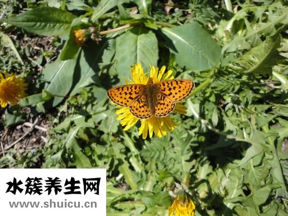 怎么晒菊花