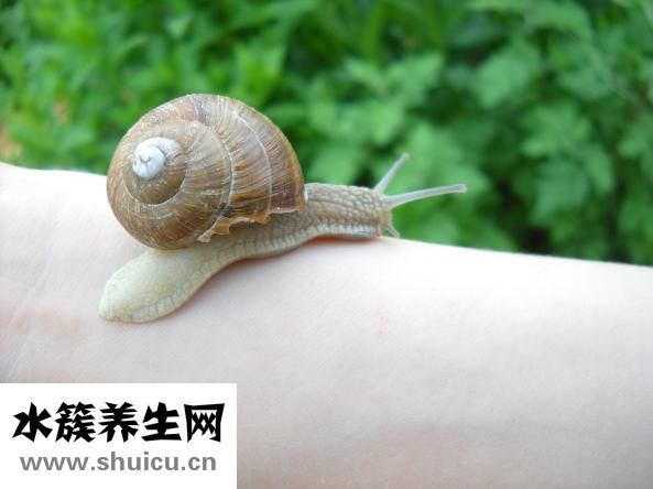 泰国蜗牛霜怎么用