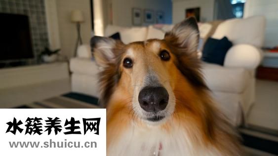 怎么治狗瘟