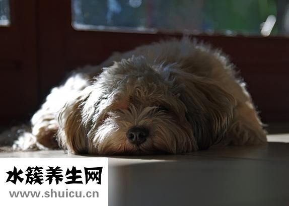 怀孕家里有猫怎么办