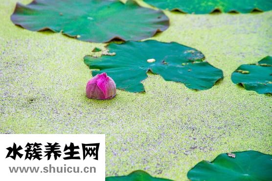 荷叶灰怎么喝