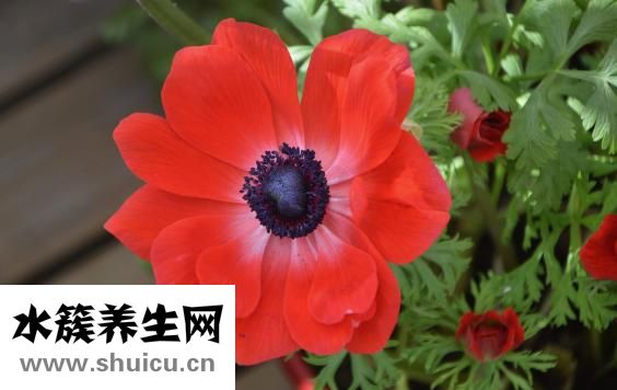 花红掌怎么养