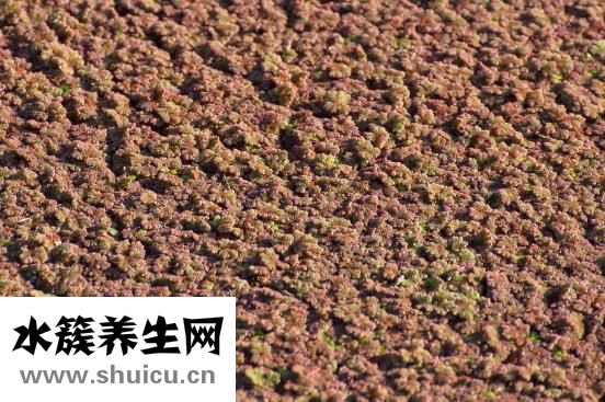 陶勋怎么吹