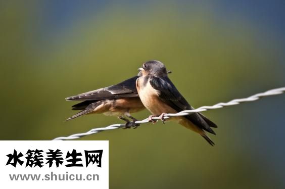燕子怎么过冬