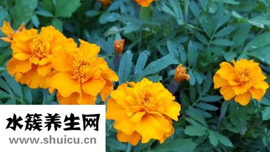 怎么晒菊花