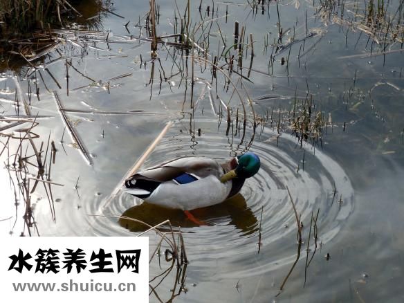 鸭子怎么孵蛋