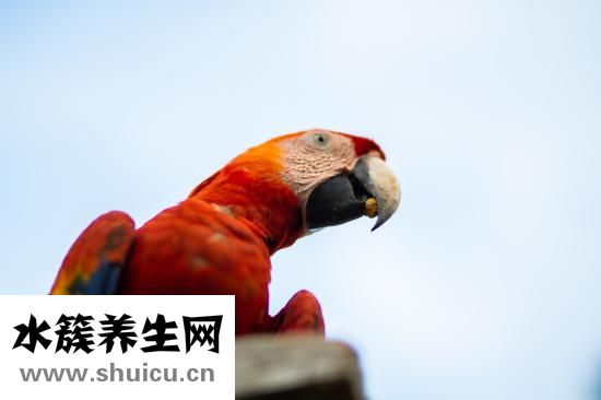 菩提金刚手串怎么盘