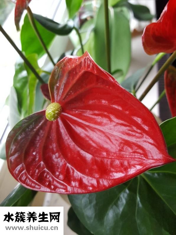 花红掌怎么养