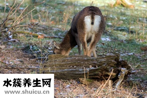 散景怎么画