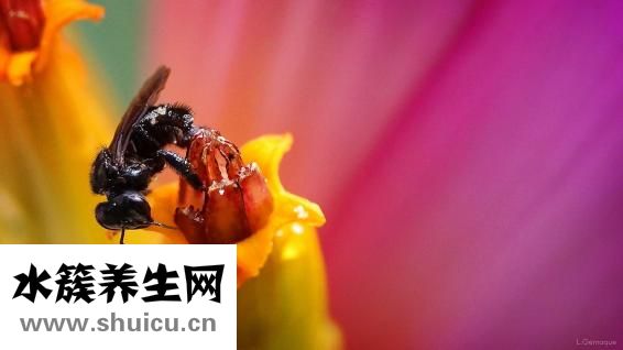 香蕉招虫子怎么办
