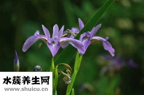 高频耳鸣怎么治