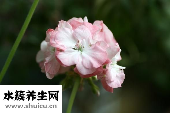 雷云灯怎么做