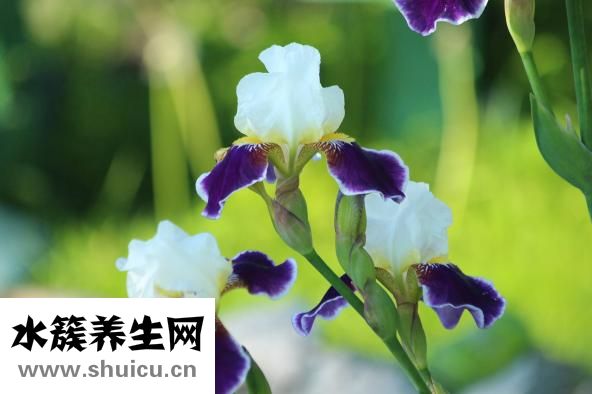 高频耳鸣怎么治