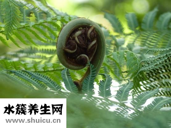 复方铝酸铋片怎么吃