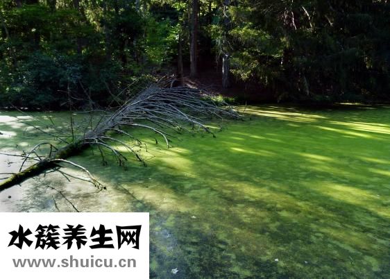陶勋怎么吹