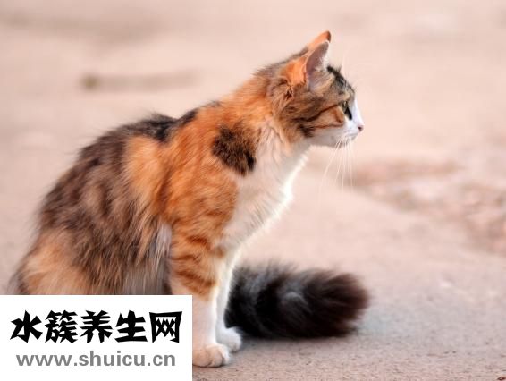 误食苍蝇怎么办