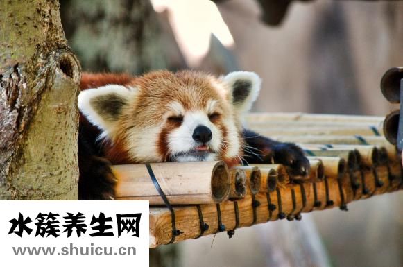 女人卵巢早衰怎么办
