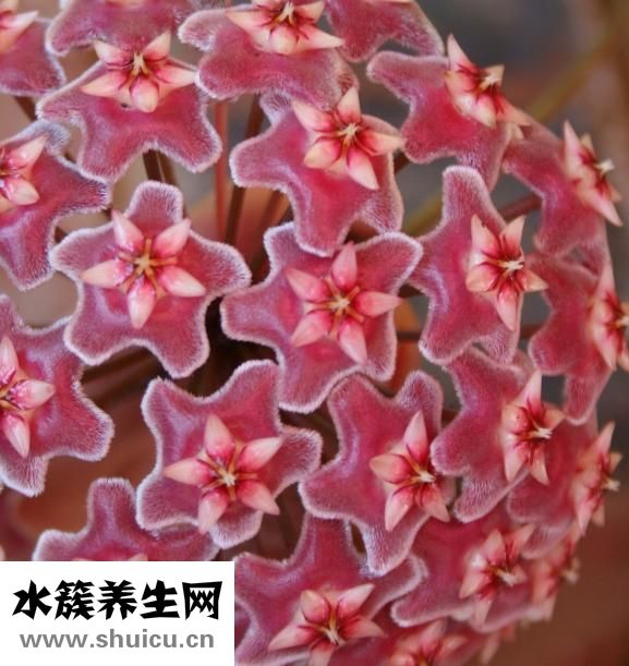蘑菇街怎么看晒货