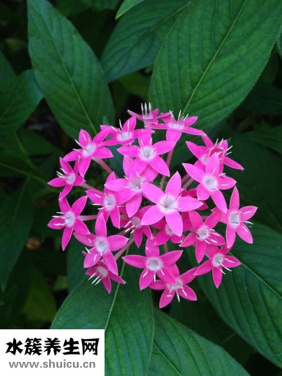 怎么晒菊花