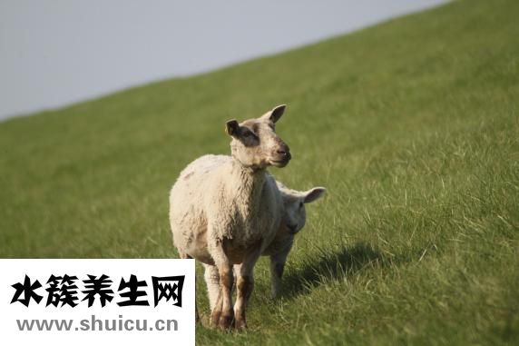 多肉怎么进口