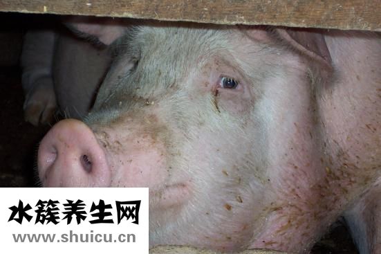 母猪便秘怎么治疗