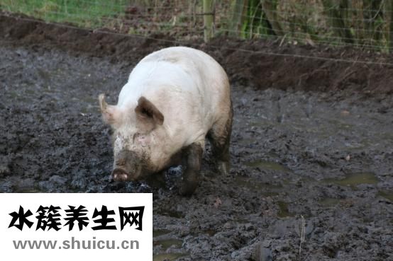 母猪便秘怎么治疗