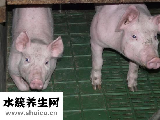 小猪怎么叫