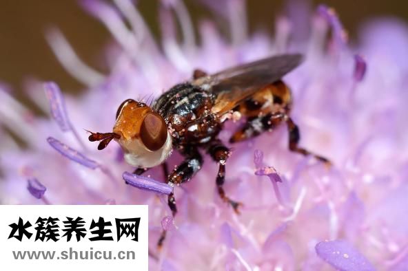 头发很软怎么回事