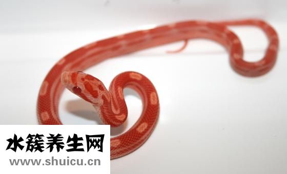 婴儿肠痉挛怎么缓解
