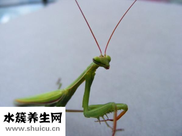 睫毛膏苍蝇腿怎么办