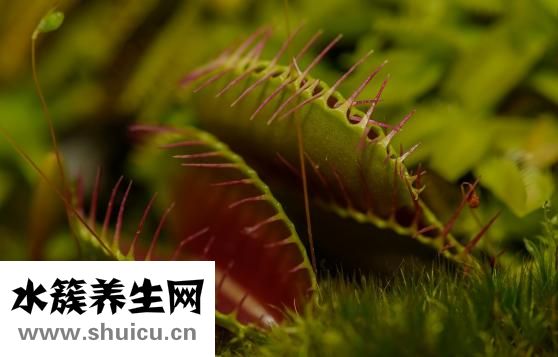 睫毛膏苍蝇腿怎么办