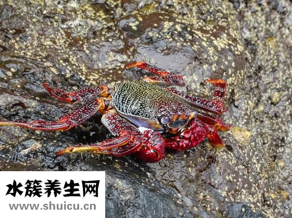 钱串子怎么消灭彻底