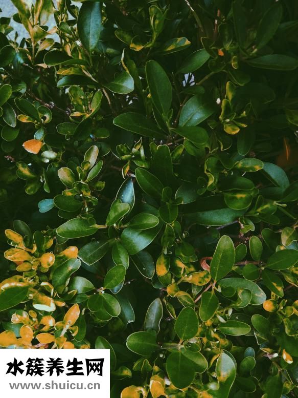 女孩胡子重怎么办