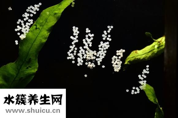 水卵怎么做