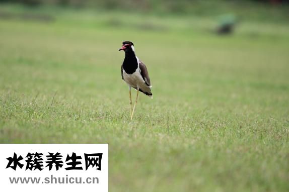 歼怎么组词