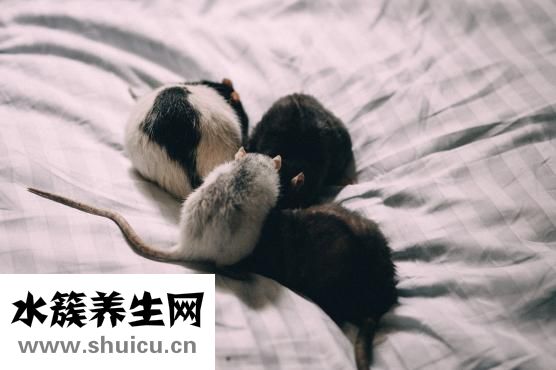 犀牛角怎么药用