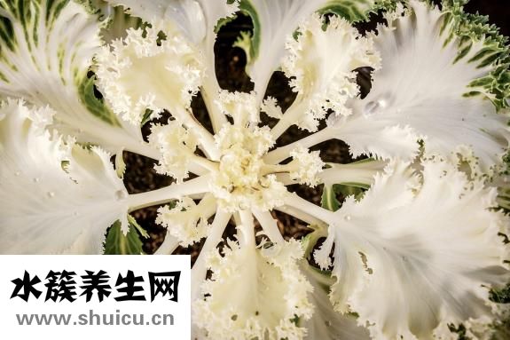 白菜烂心怎么回事