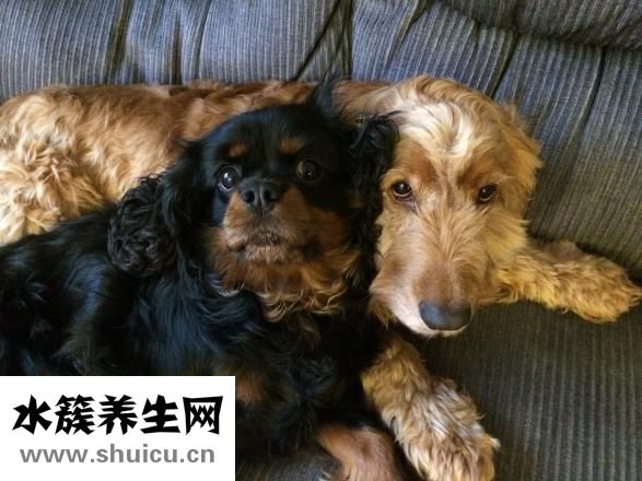 怎么看狗狗蛔虫吗