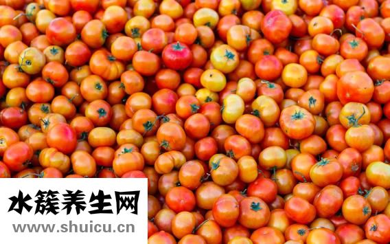 番茄怎么种植