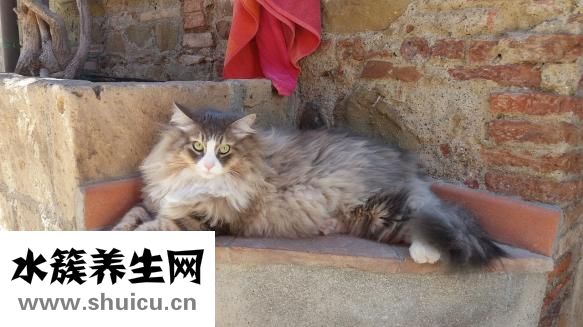 怎么整理胡子？可以做毛发移植手术让头发更加浓密
