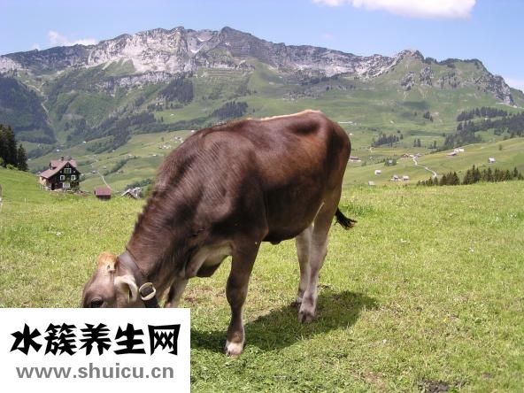 牛肉咬不动怎么办