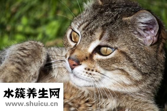 女孩胡子重怎么办