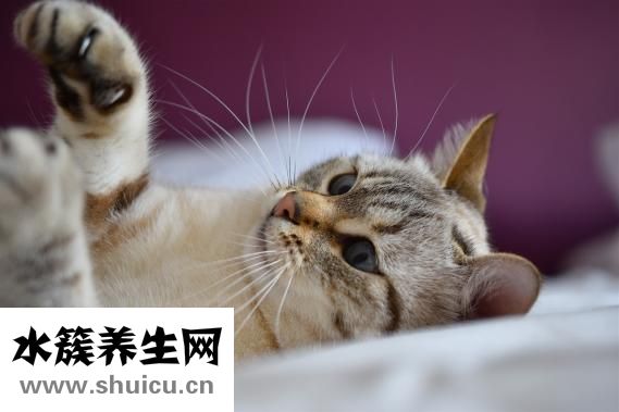 猫膀胱炎怎么治疗
